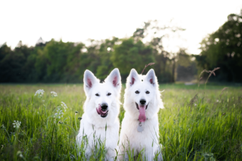 white dogs in the field