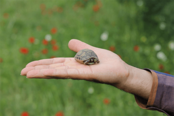 hand holding a small turtle