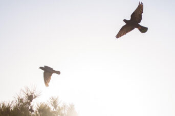 flying pigeons