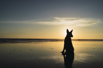 dog sitting beach sunset